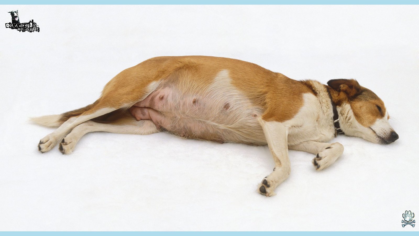 pregnant little puppy sleeping