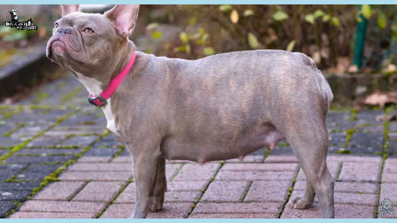pregnant little puppy