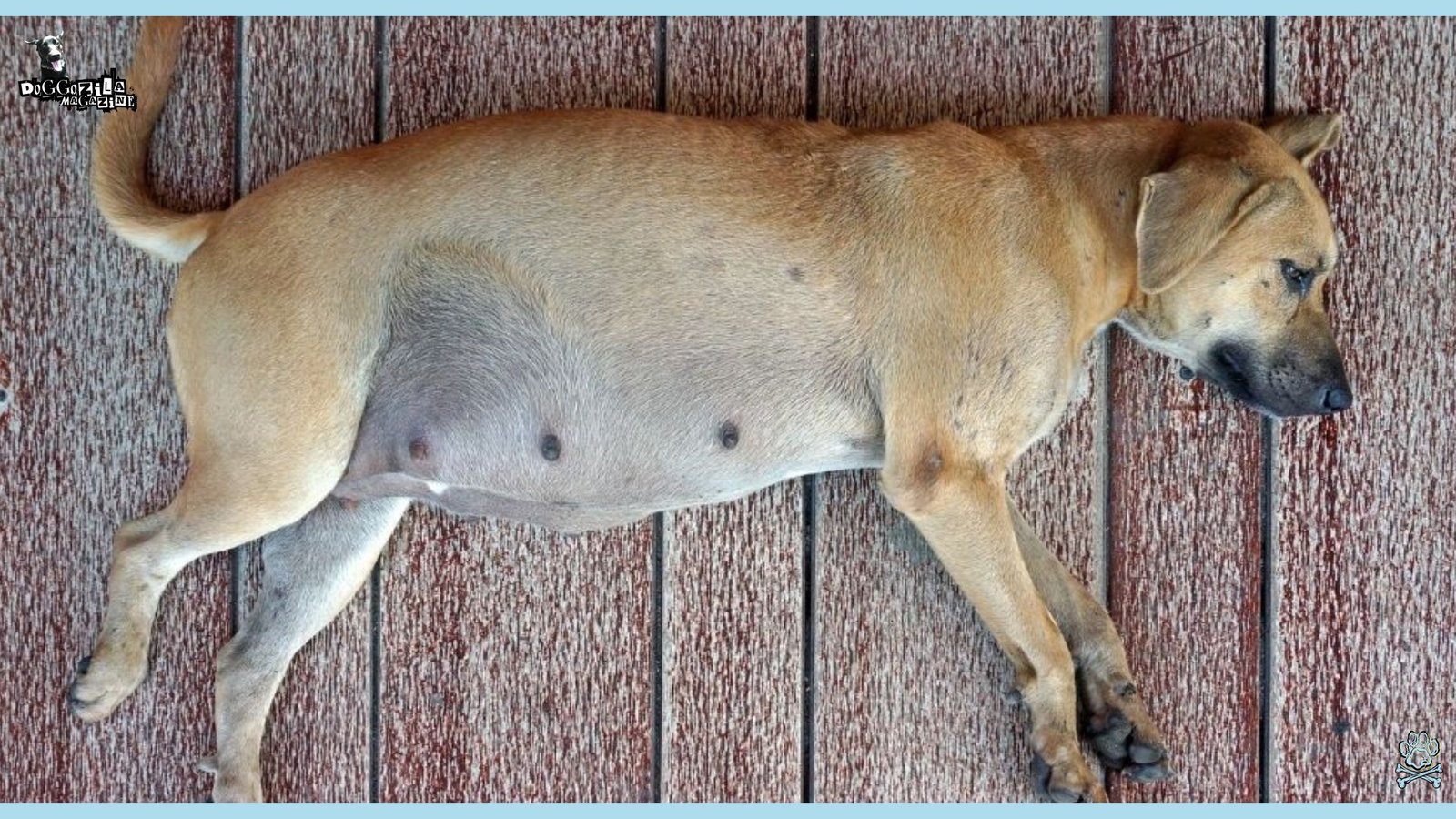 Phantom Pregnancy in Dogs-When Your Dog’s Pregnancy Isn’t Real