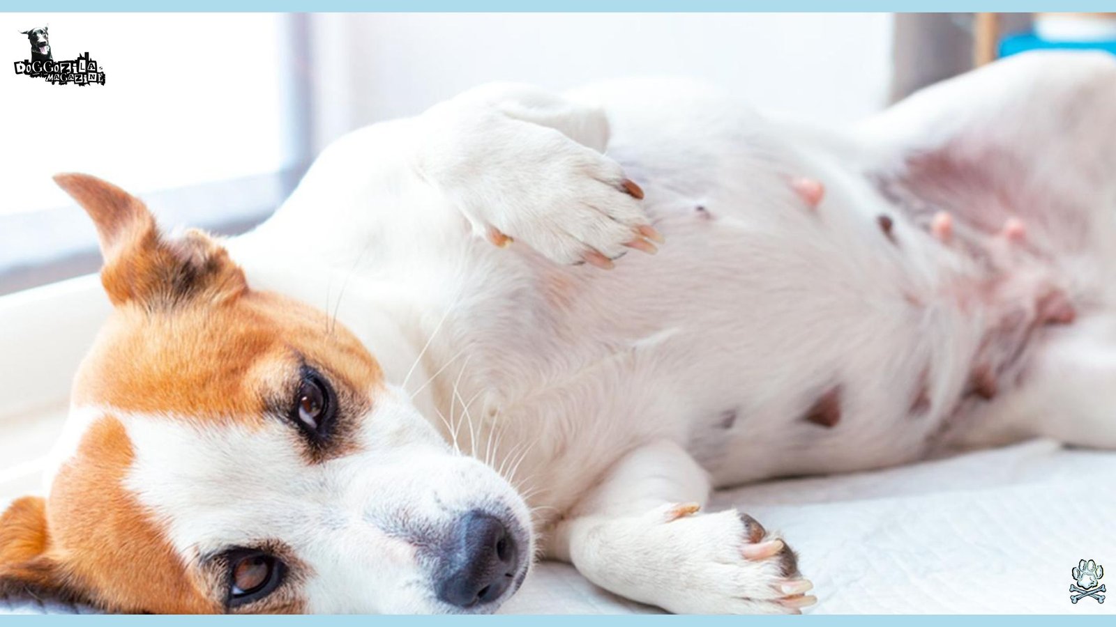 Phantom Pregnancy in Dogs-When Your Dog’s Pregnancy Isn’t Real