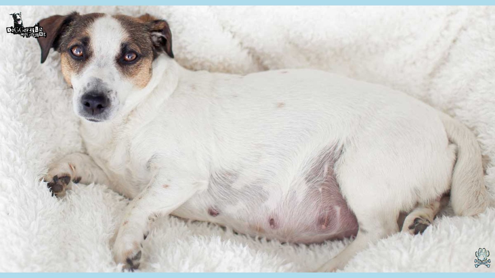 Phantom Pregnancy in Dogs-When Your Dog’s Pregnancy Isn’t Real