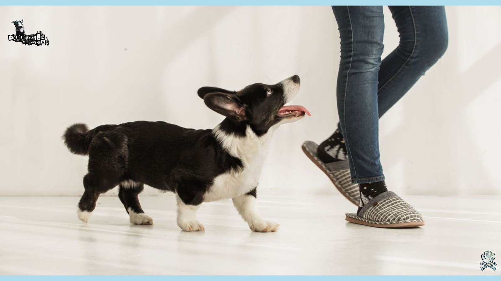 Cute Velcro Dogs