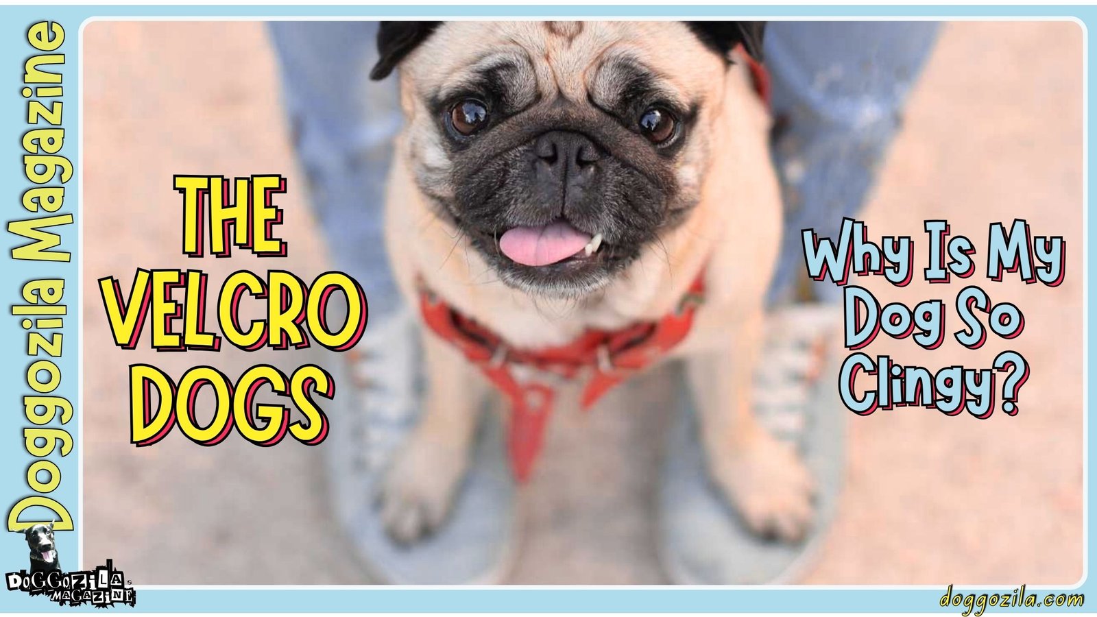 Velcro Dogs: Why Is My Dog So Clingy?