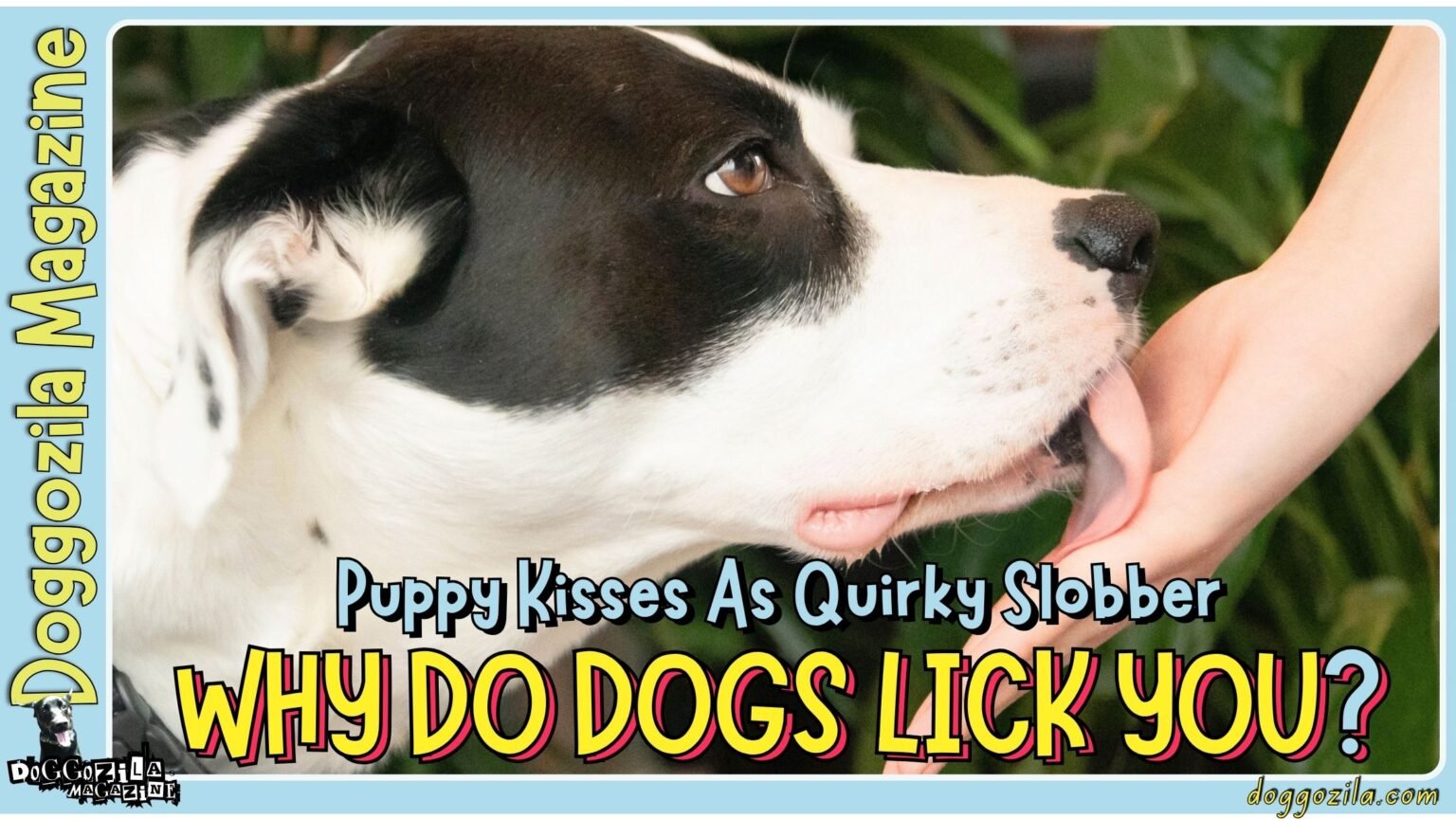 Have You Ever Wondered Why Do Dogs Lick You and other People