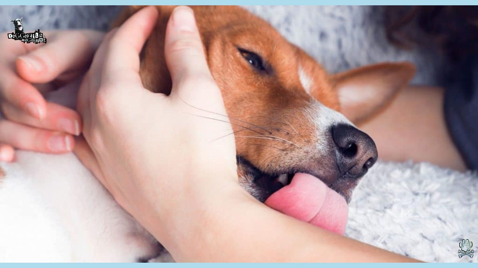 The Jack Russel pup is giving affection to his owner