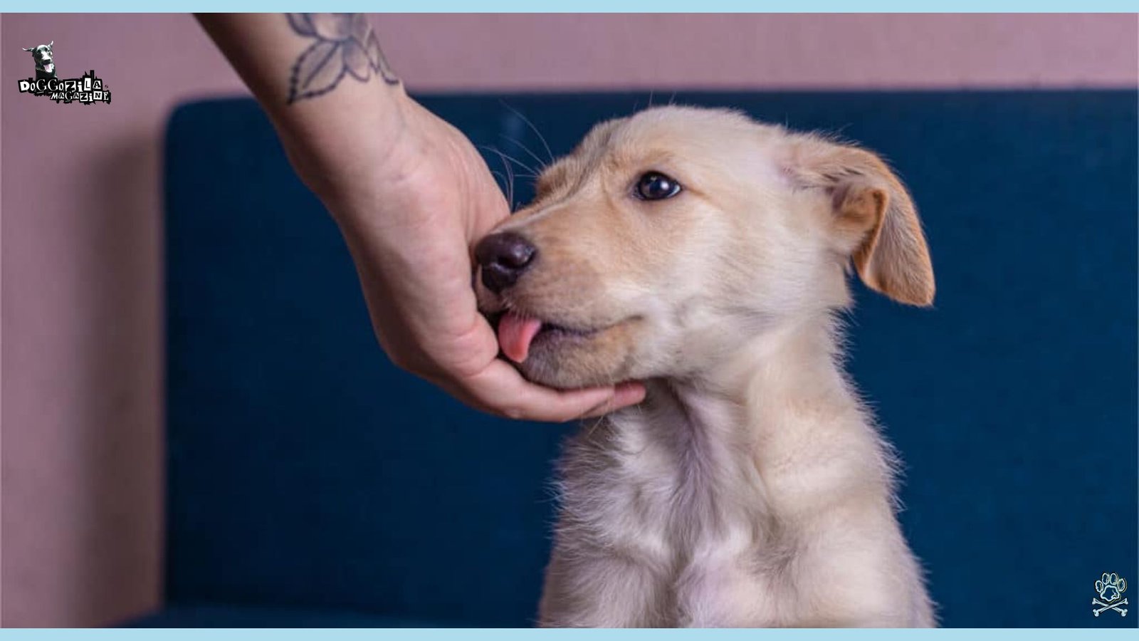 Did Know Why Do Dogs Lick You and other People