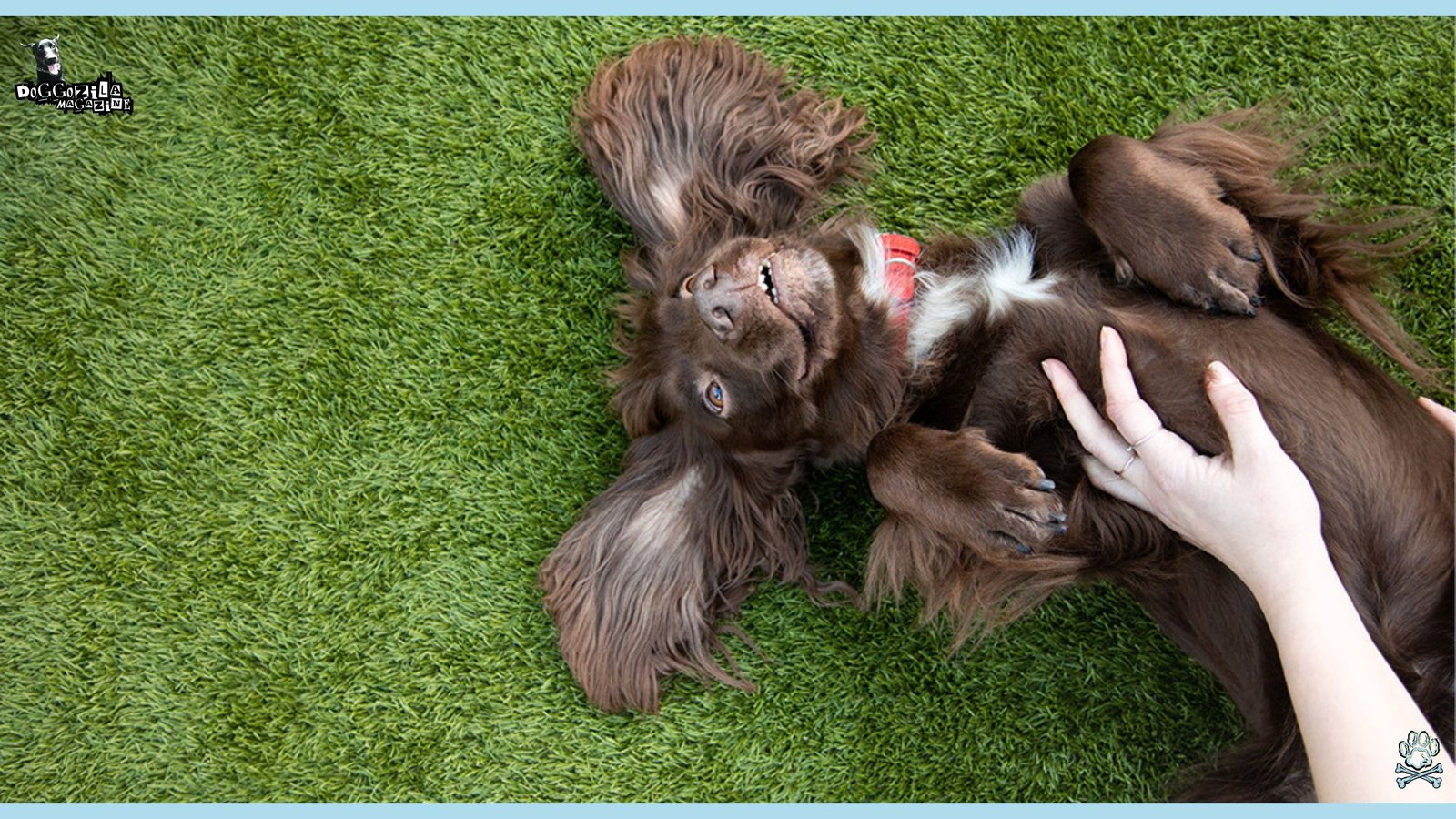 Learn Why Do Dogs Like Belly Rubs So Much