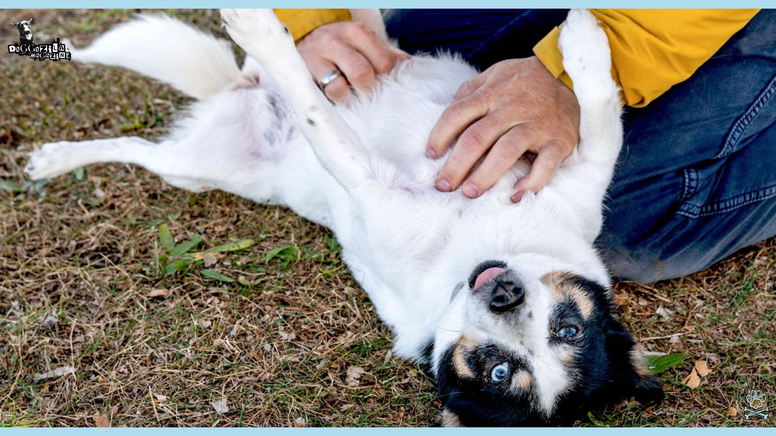 Learn Why Do Dogs Like Belly Rubs So Much