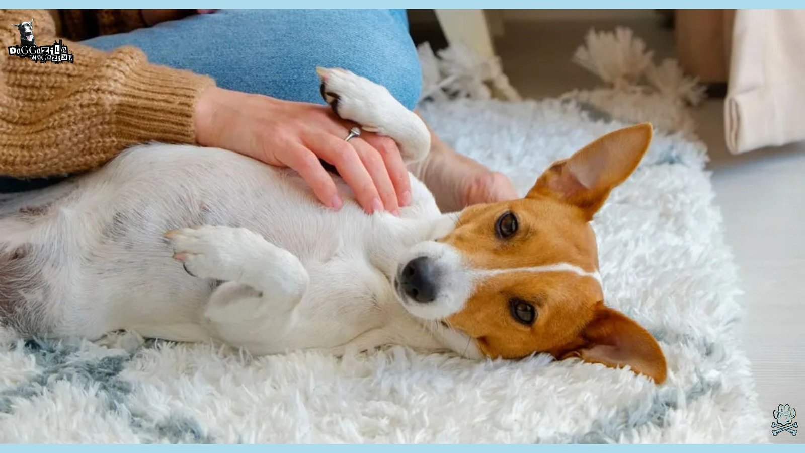Learn Why Do Dogs Like Belly Rubs So Much