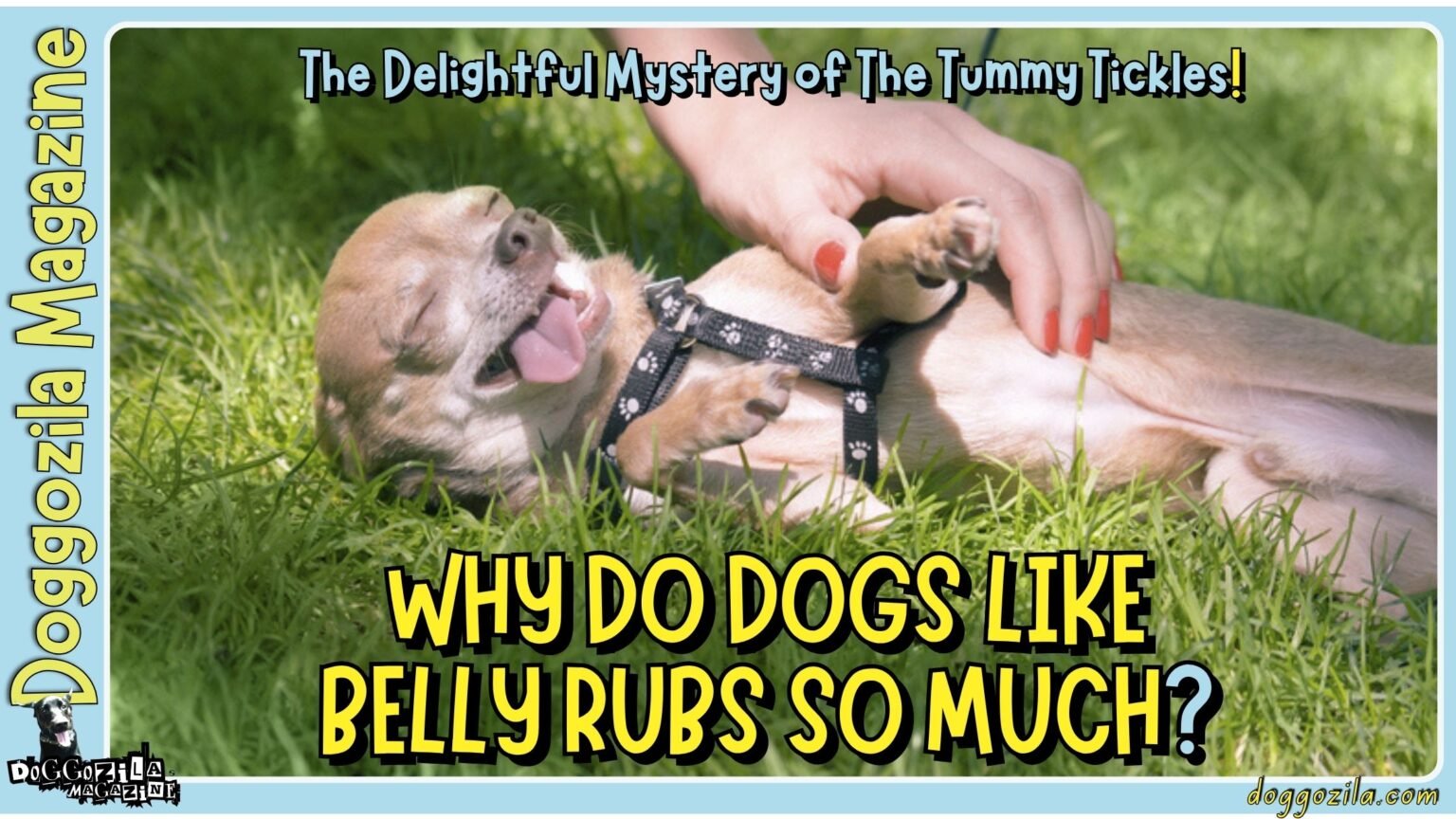 Learn Why Do Dogs Like Belly Rubs So Much and explore the tummy tickles mystery