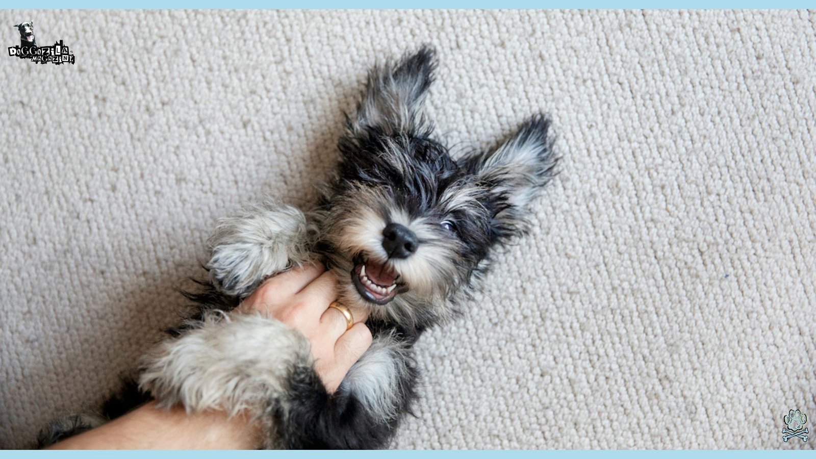 cute and happy little puppy