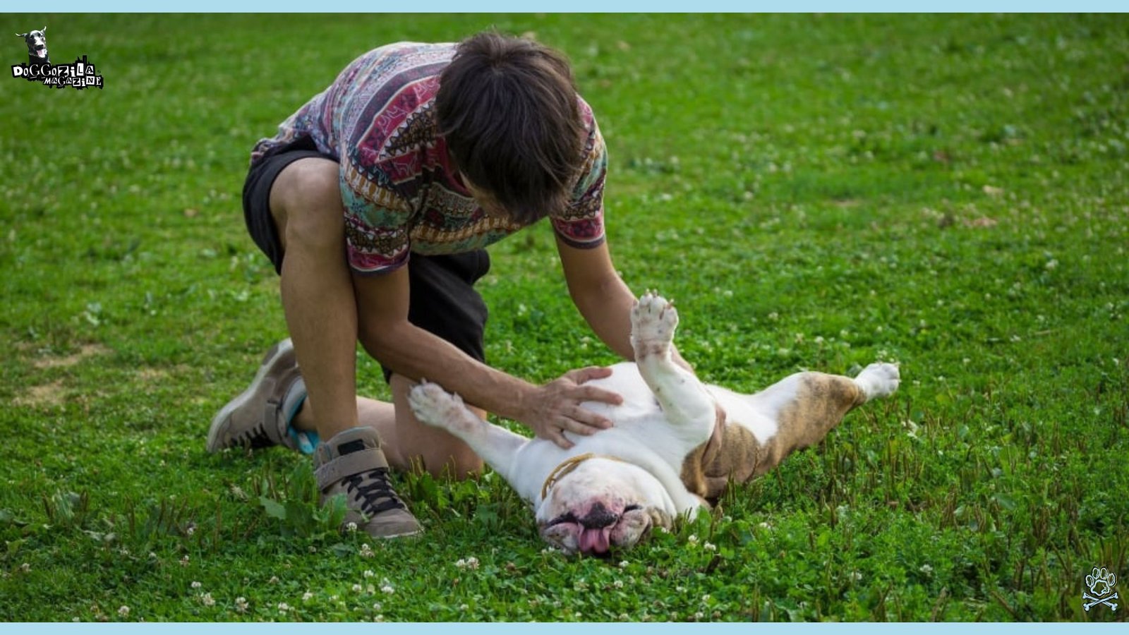 dog play with his owner on the grass in the park