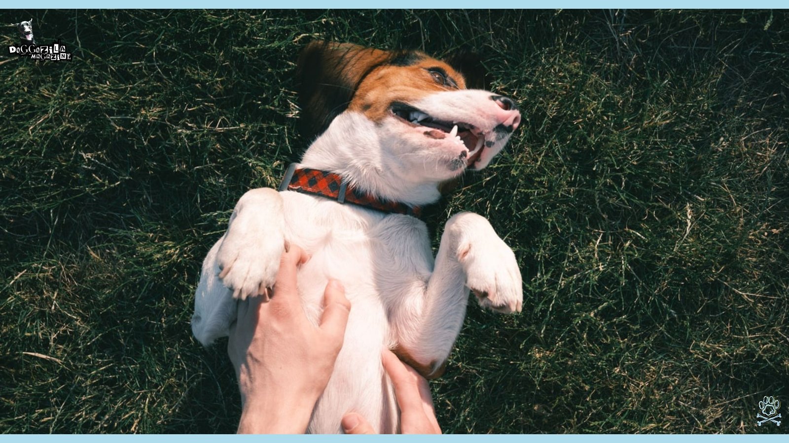 cute dog play with his owner on the grass in the park