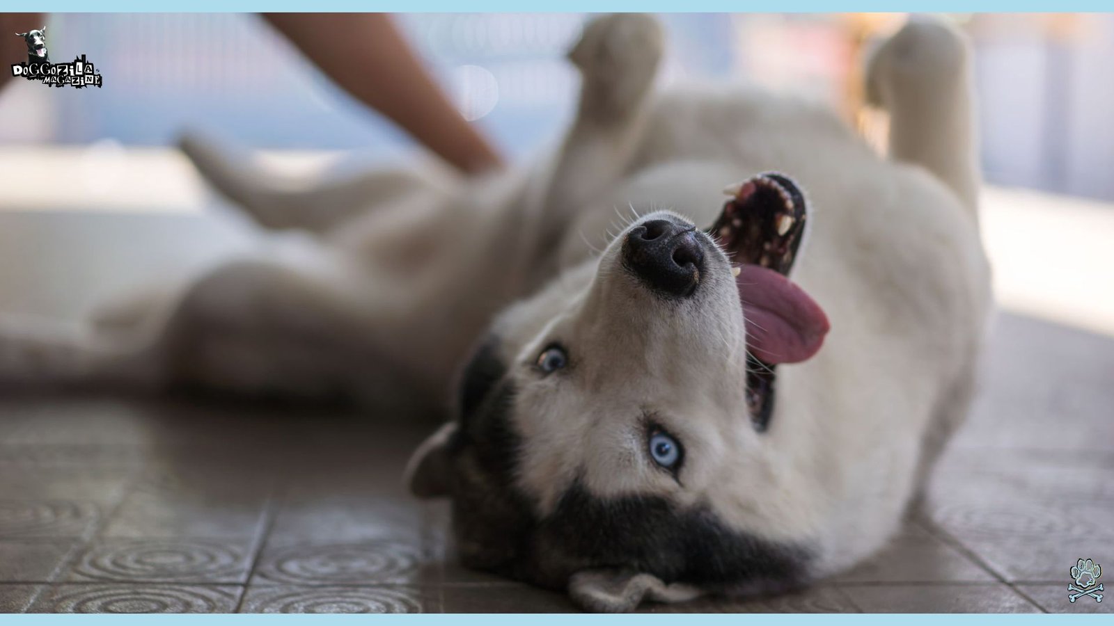 Did you know Why Do Dogs Like Belly Rubs So Much