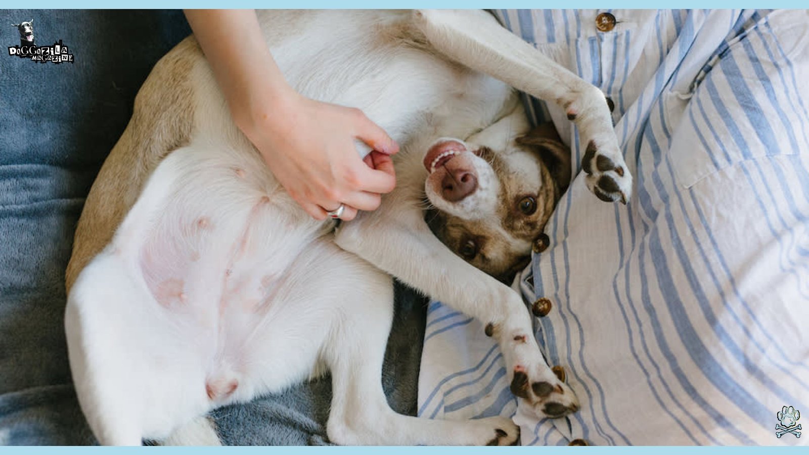 Did you know Why Do Dogs Like Belly Rubs So Much