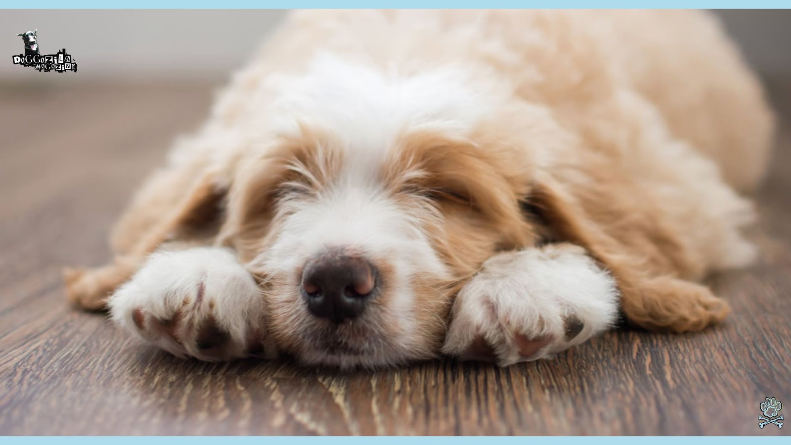 Why and How Do Dogs Can Fake Sleep