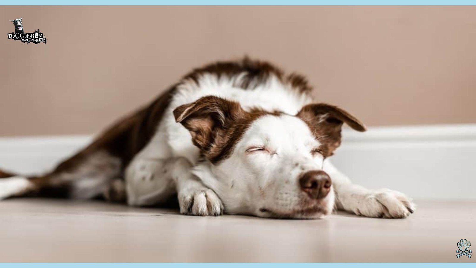 Why and How Do Dogs Can Fake Sleep