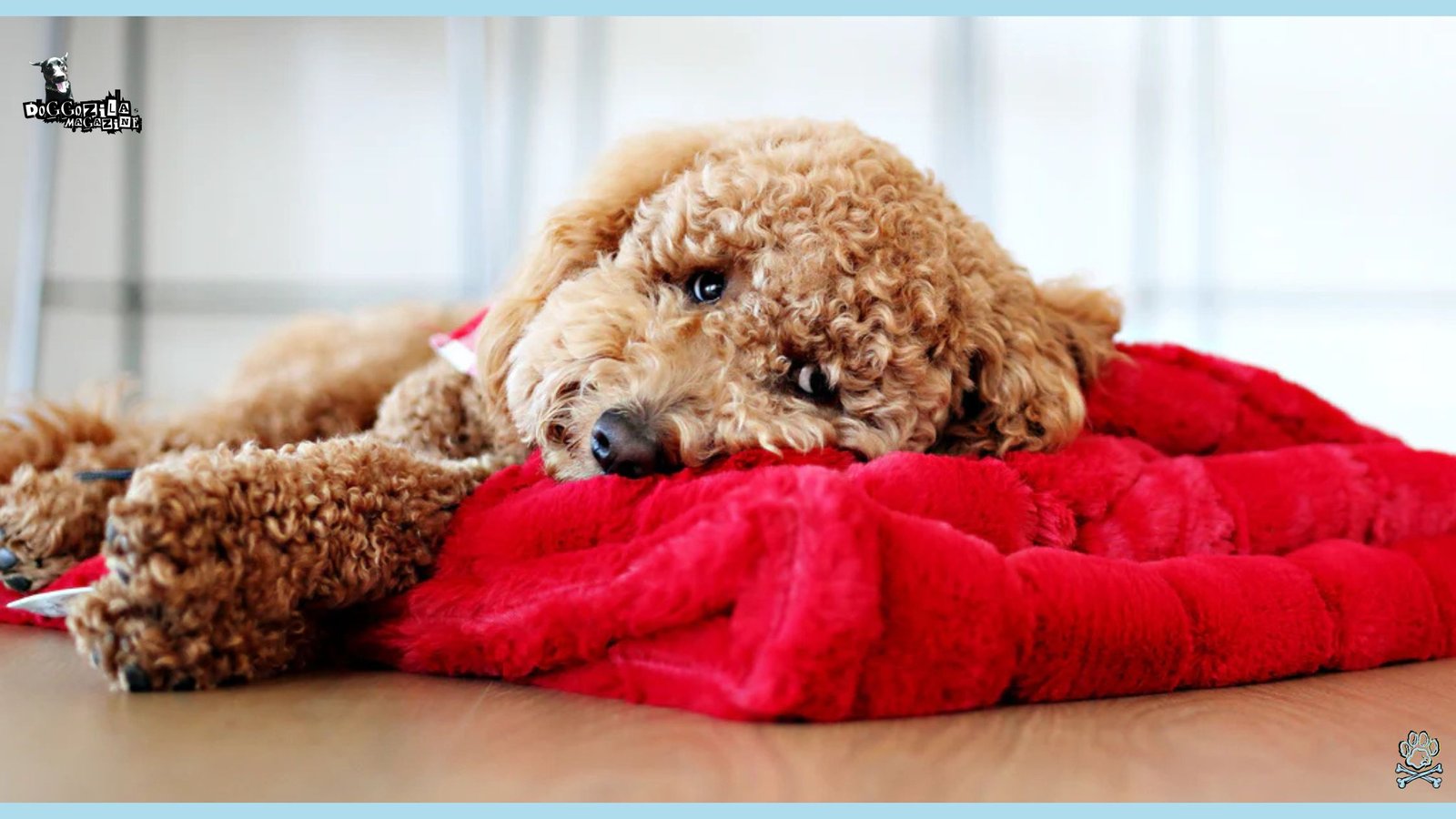 Why and How Do Dogs Can Fake Sleep