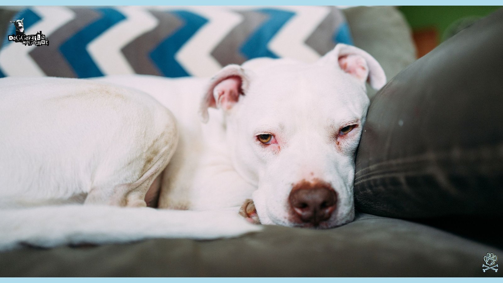 cute white dog almost asleep in the couch