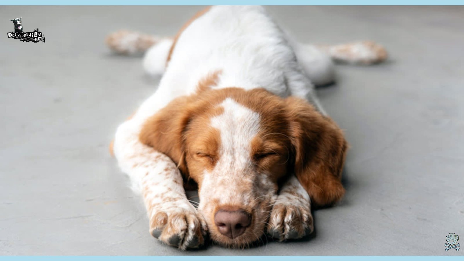 cute puppy fell asleep on the floor