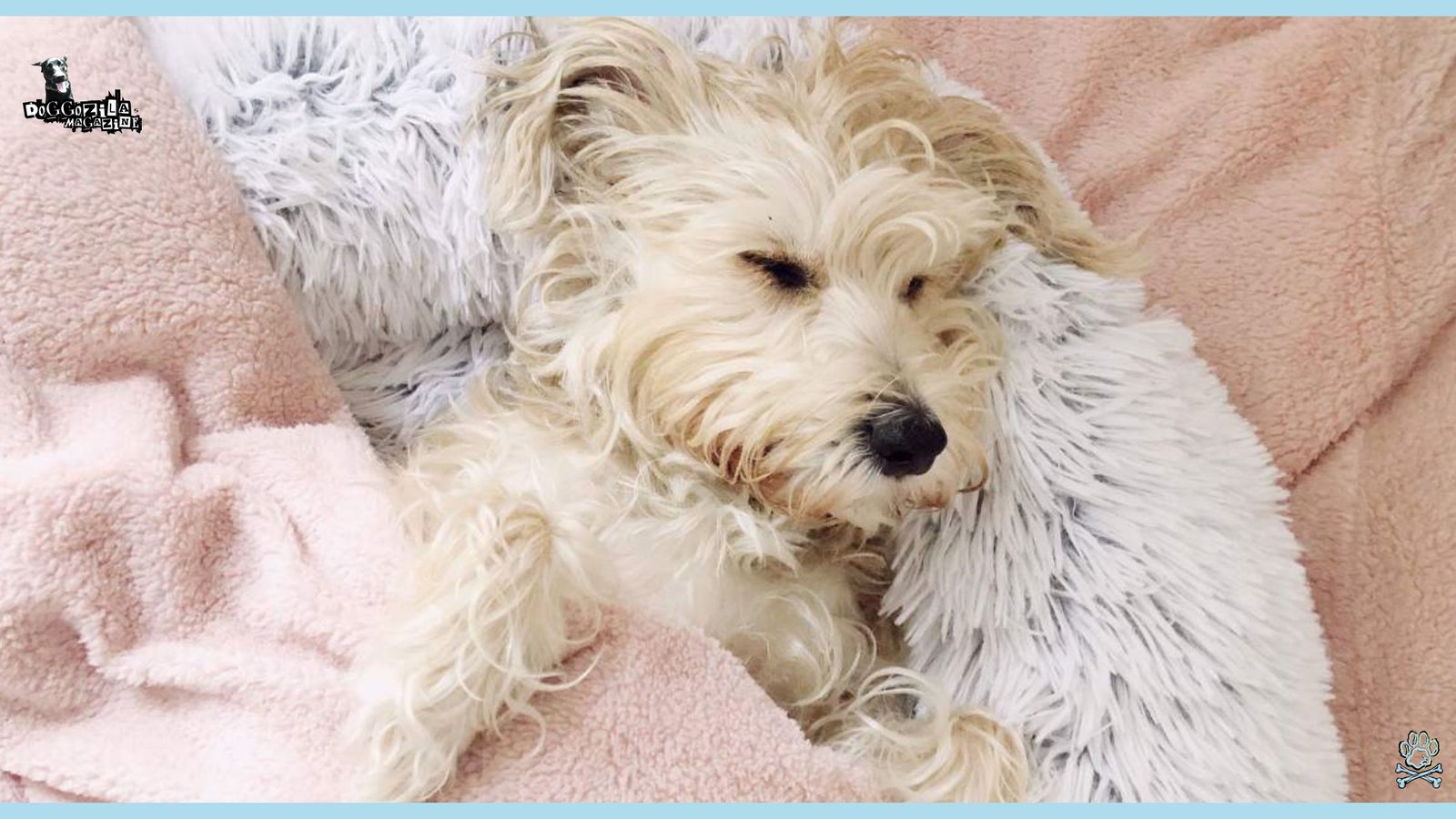 little white puppy sleeping in his cute bed