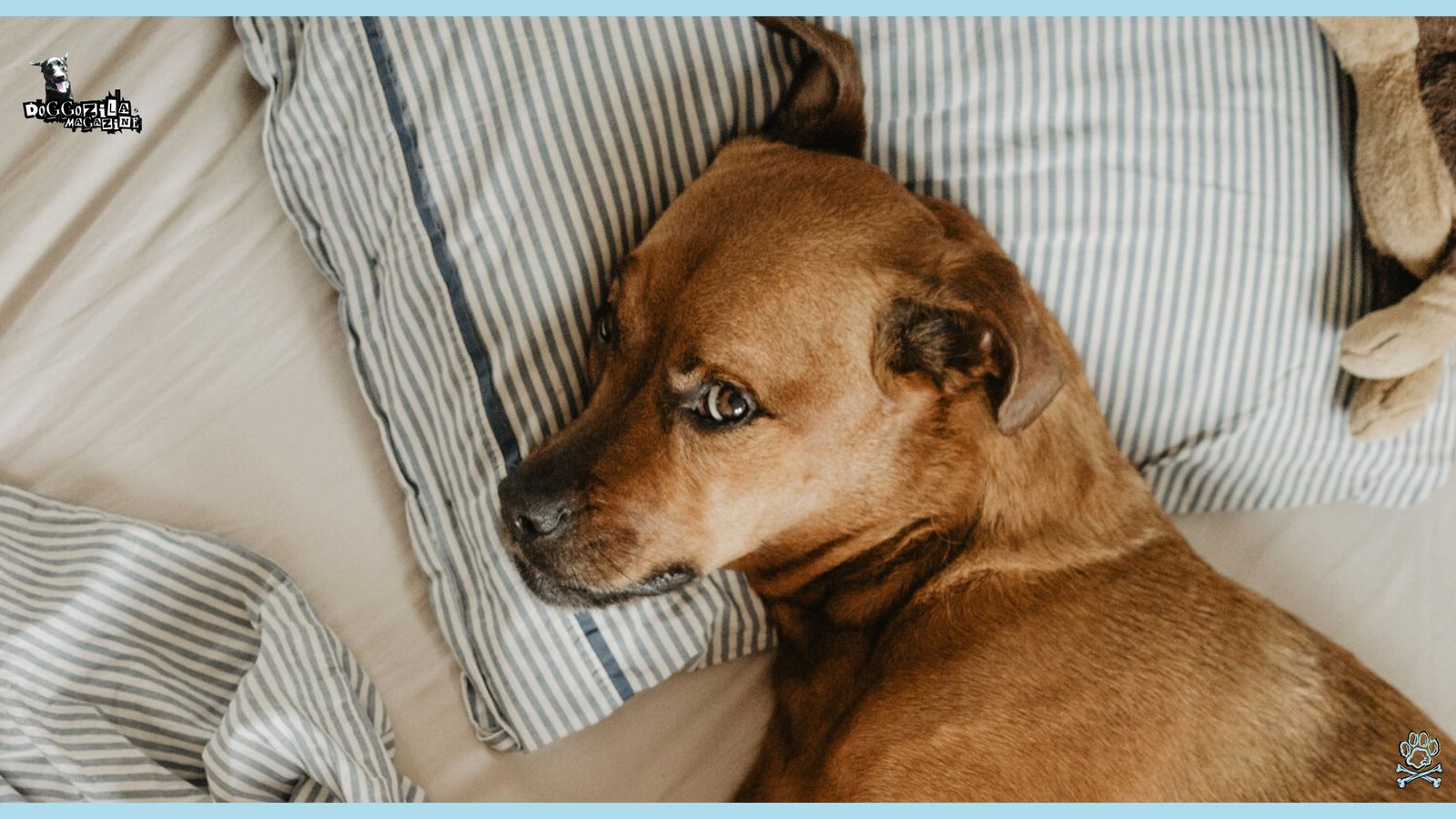 Why and How Do Dogs Can Fake Sleep