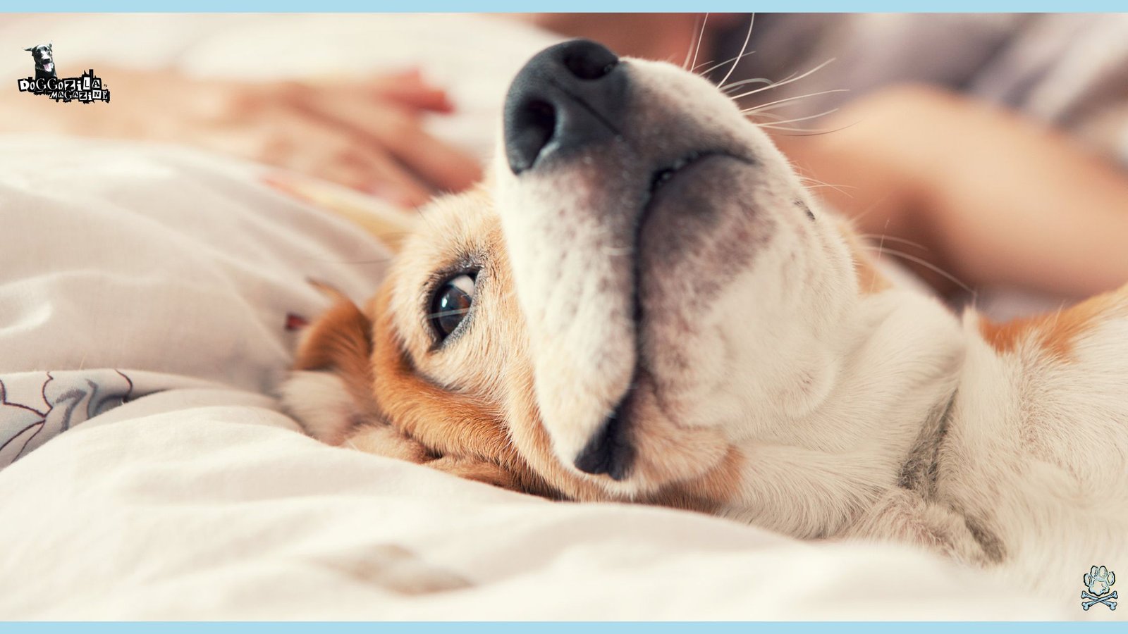 Why and How Do Dogs Can Fake Sleep
