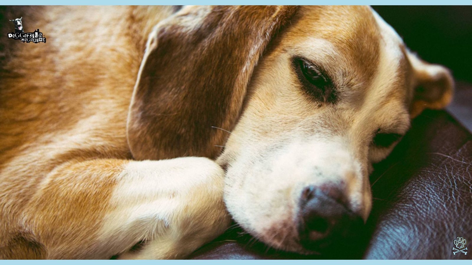 Why and How Do Dogs Can Fake Sleep