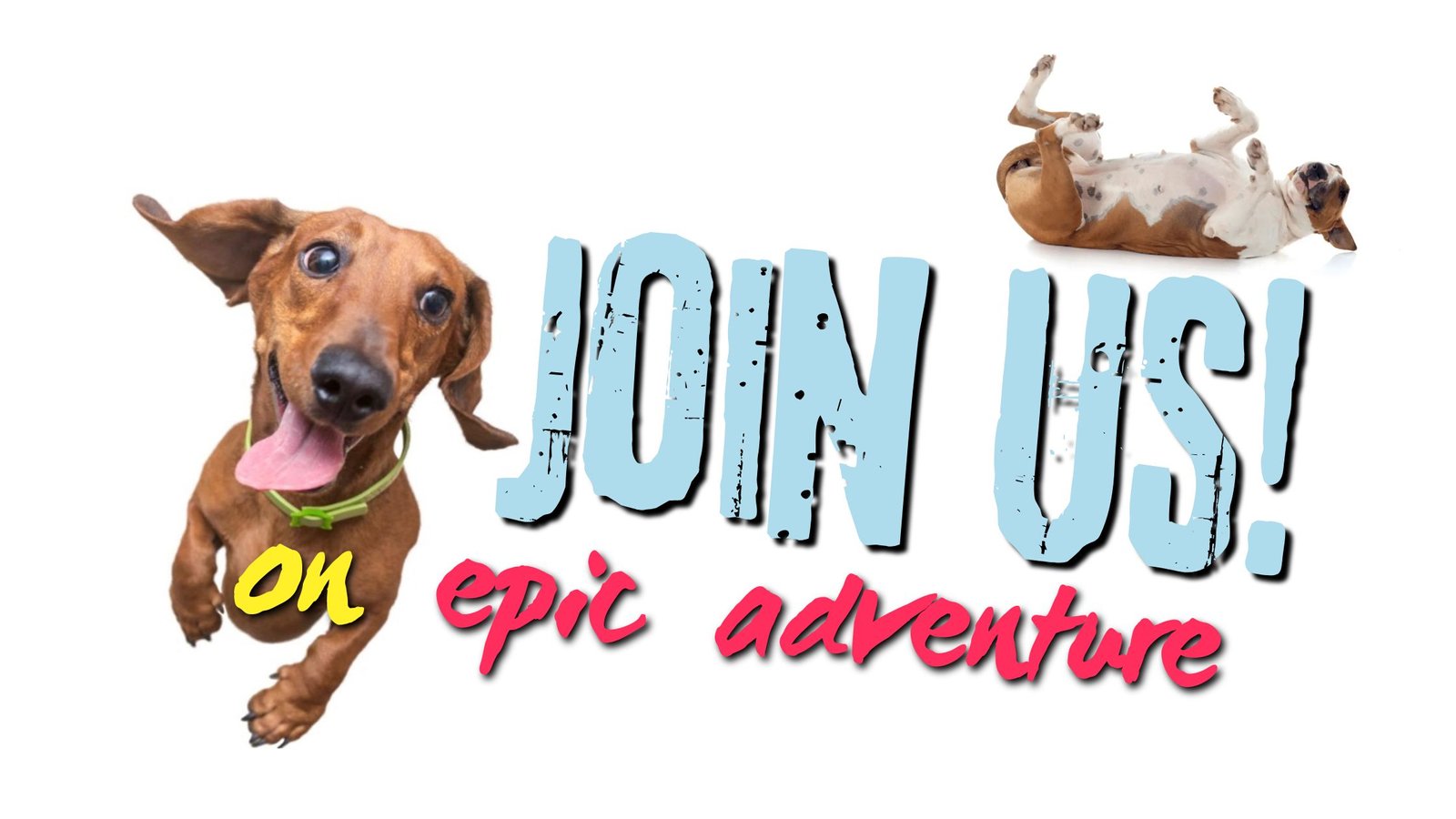 doggozila magazine-healthy dog lifestyle and epic dog adventures