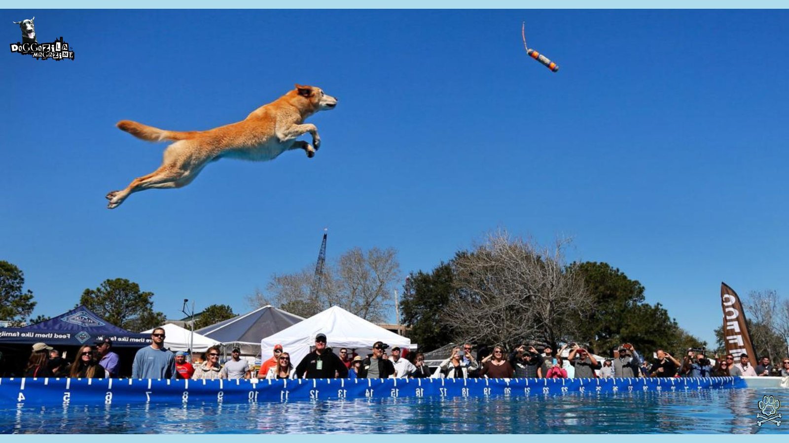 Dock Dog Diving Competition