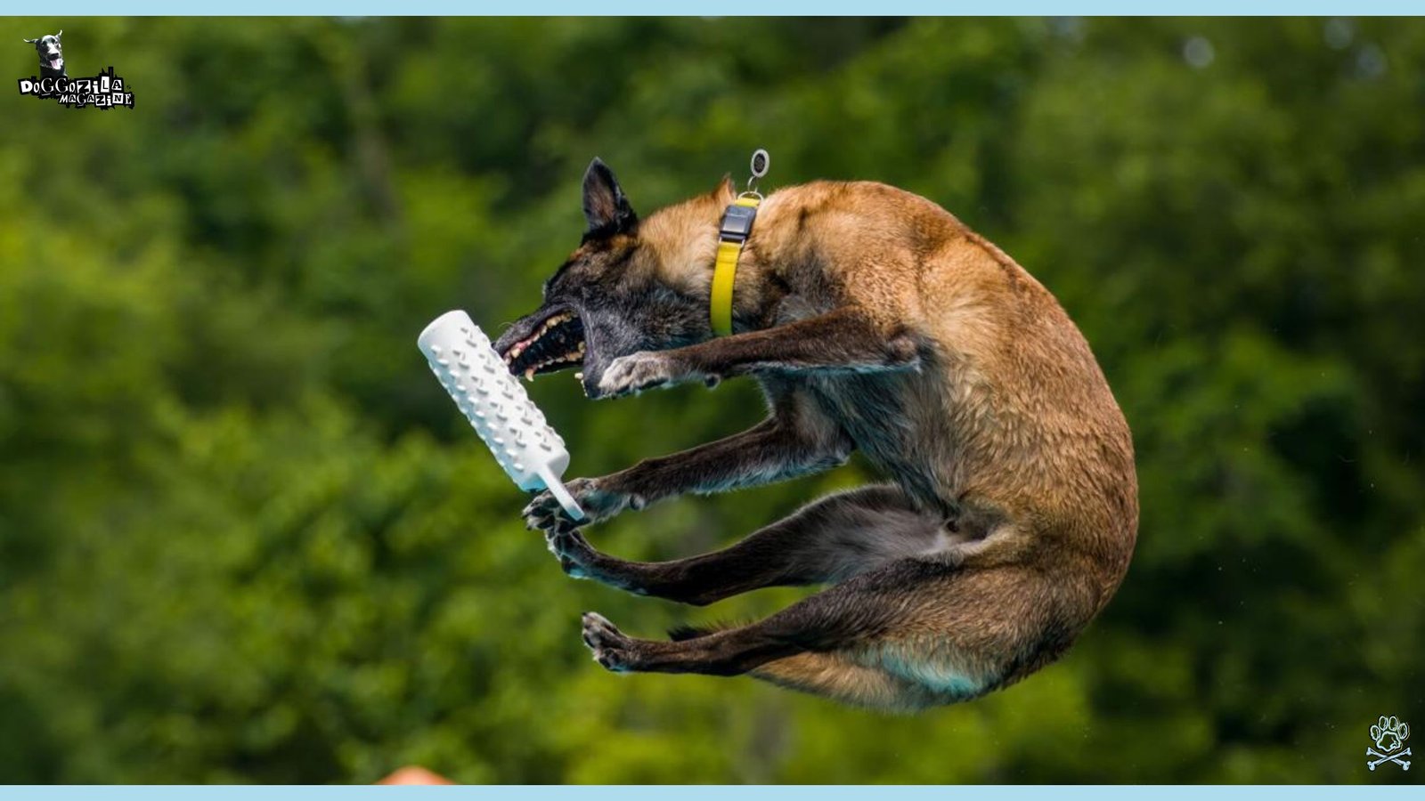 Dock Dog Diving Competition