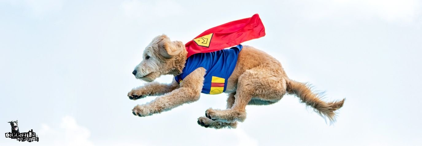 super dog flying in the air