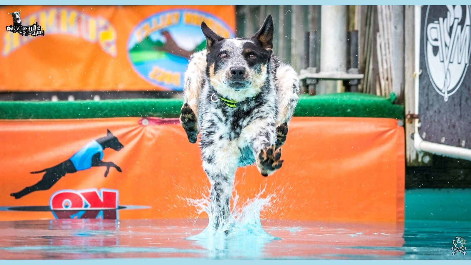 dog running on water