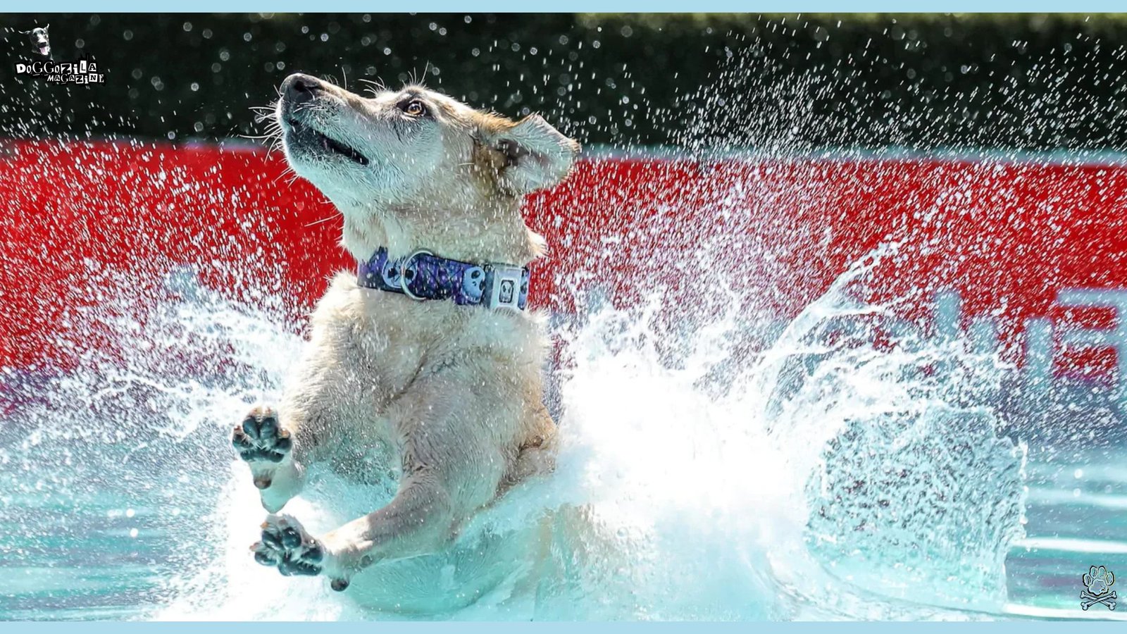 dog land in the swimming pool