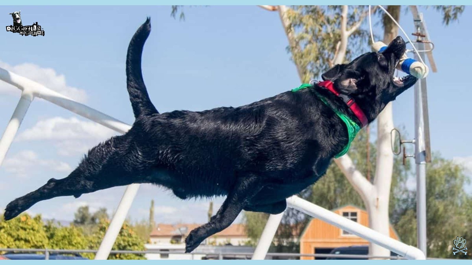 Dock Dog Diving Competition