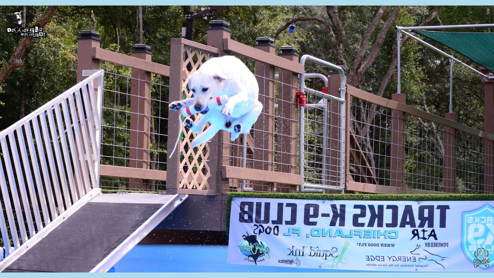 Dock Dog Diving Competition