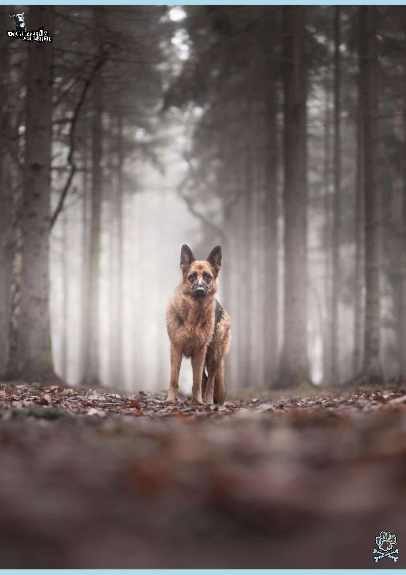 German Shepard Sensing an earthquake - Dogs Can Sense Natural Disasters