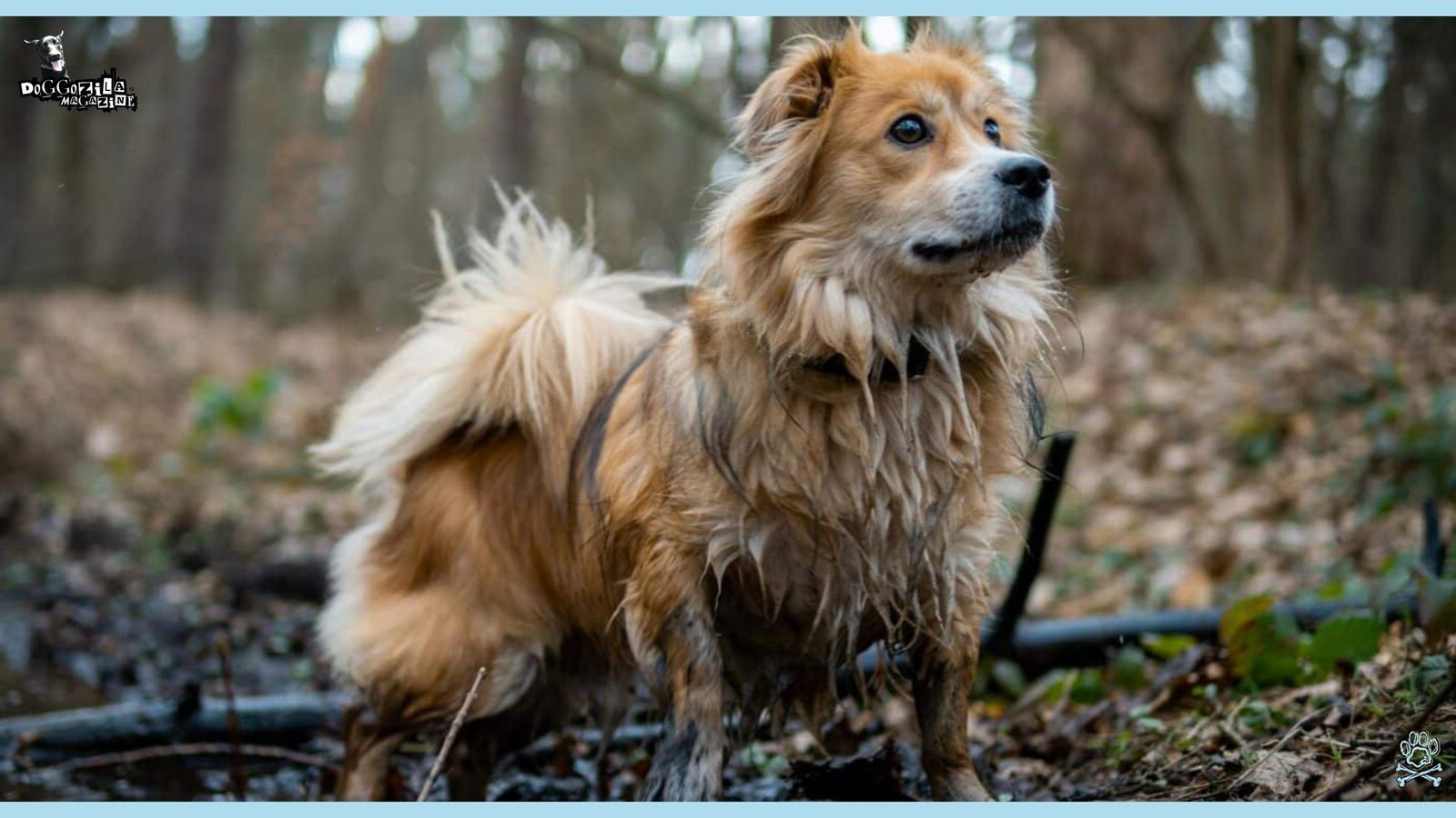 It is a Fact that Dogs Can Sense Natural Disasters