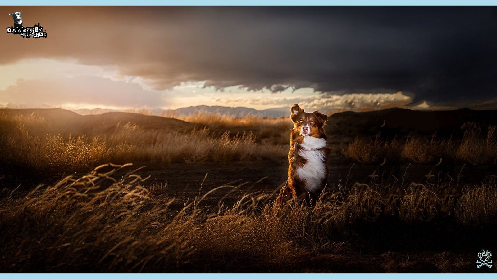 pretty dog posing in front of a storm