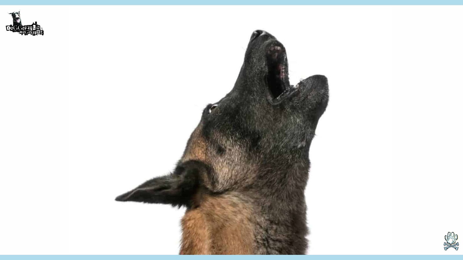 A German Shepard Howling to Talk with his Owners
