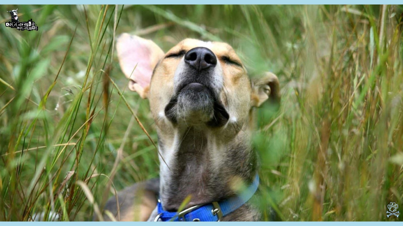 A dog sensing with his superpower nose
