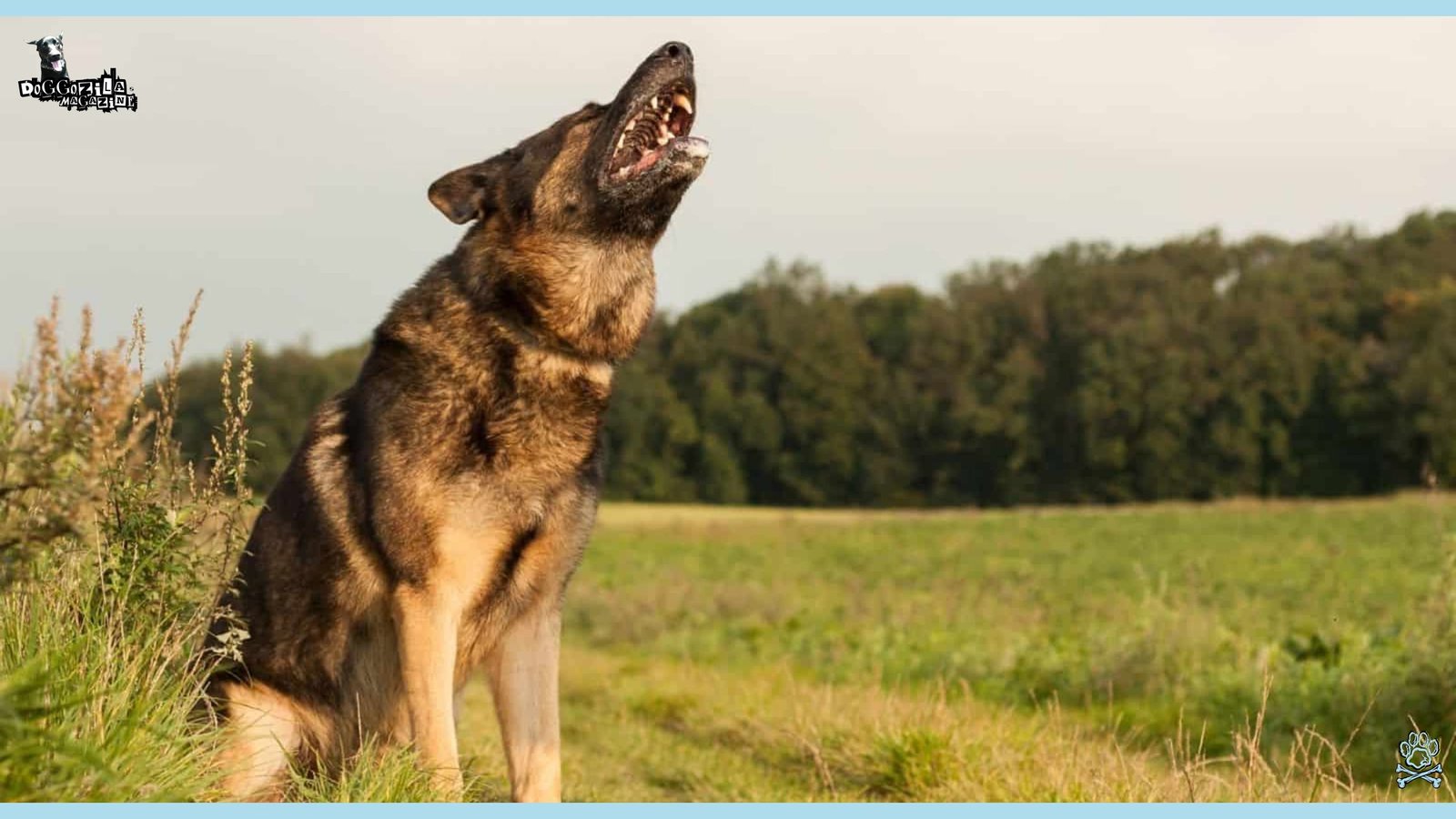 Did You Know That Dogs Can Sense Natural Disasters
