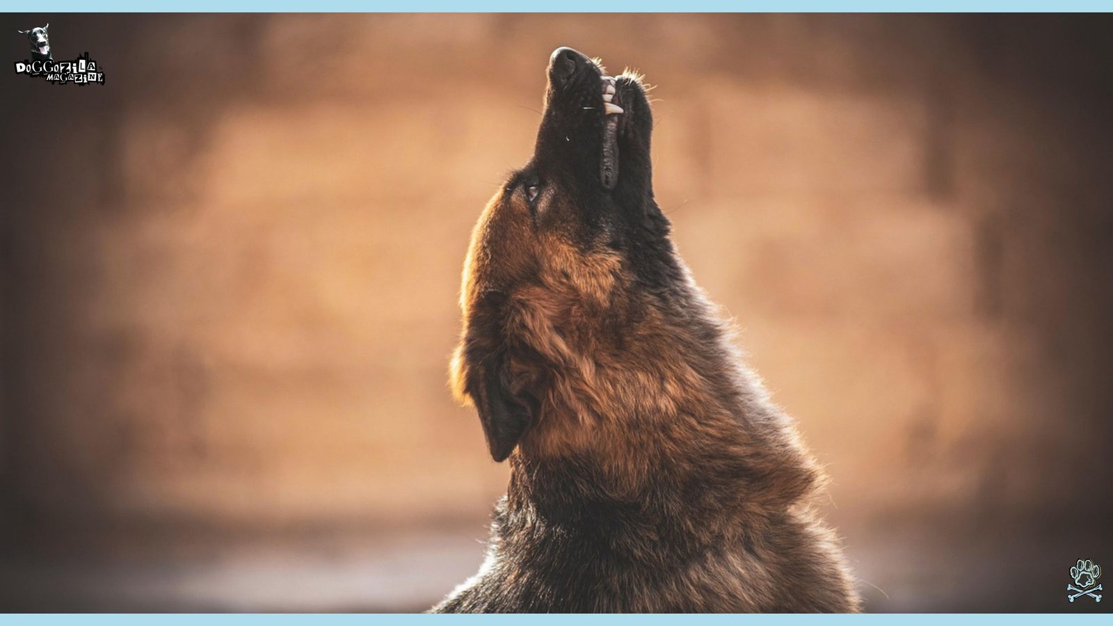 Dog Howling to signal the people that a storm is coming - Can Dogs Sense Natural Disasters
