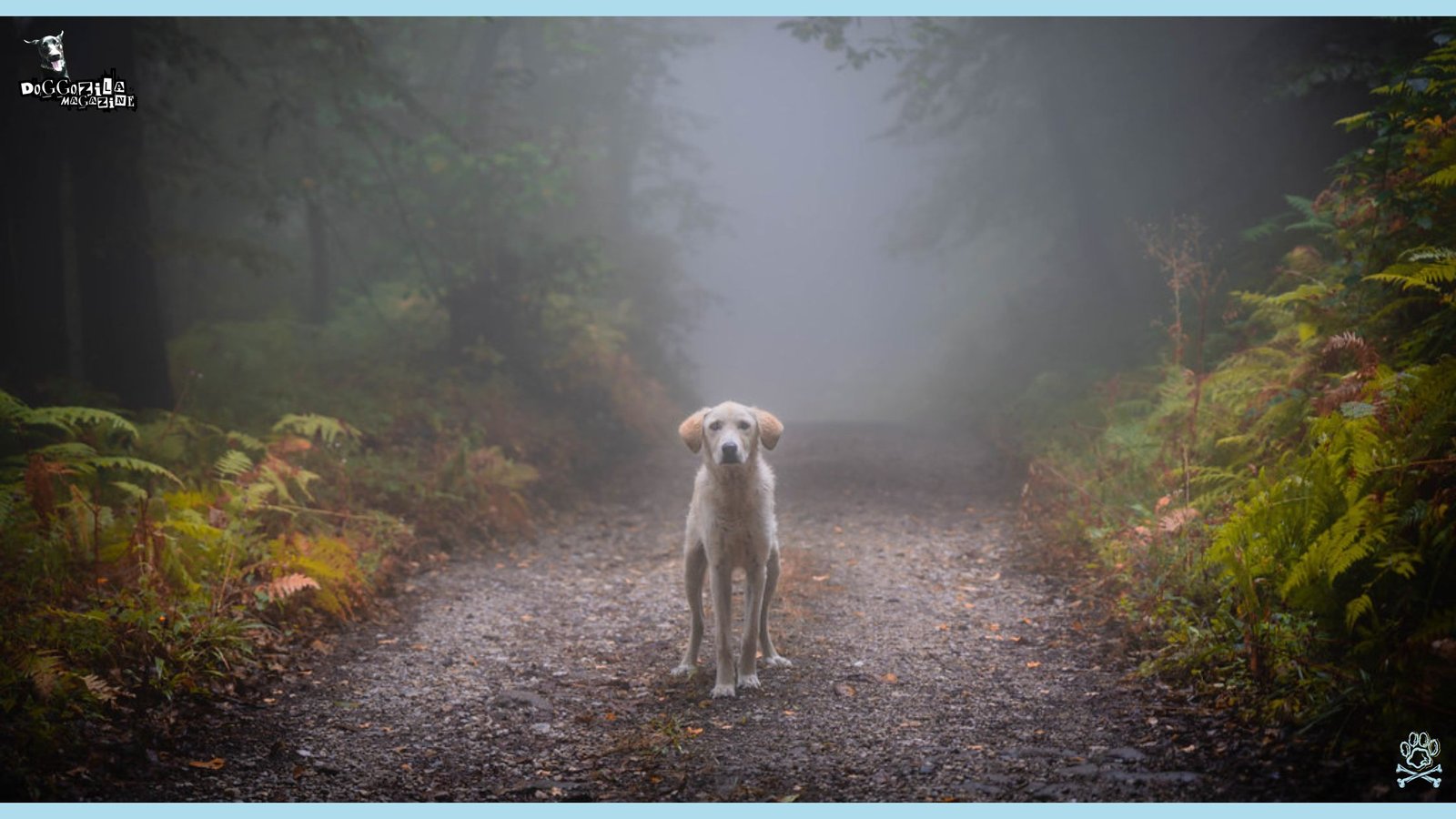 Dogs Can Sense Natural Disasters
