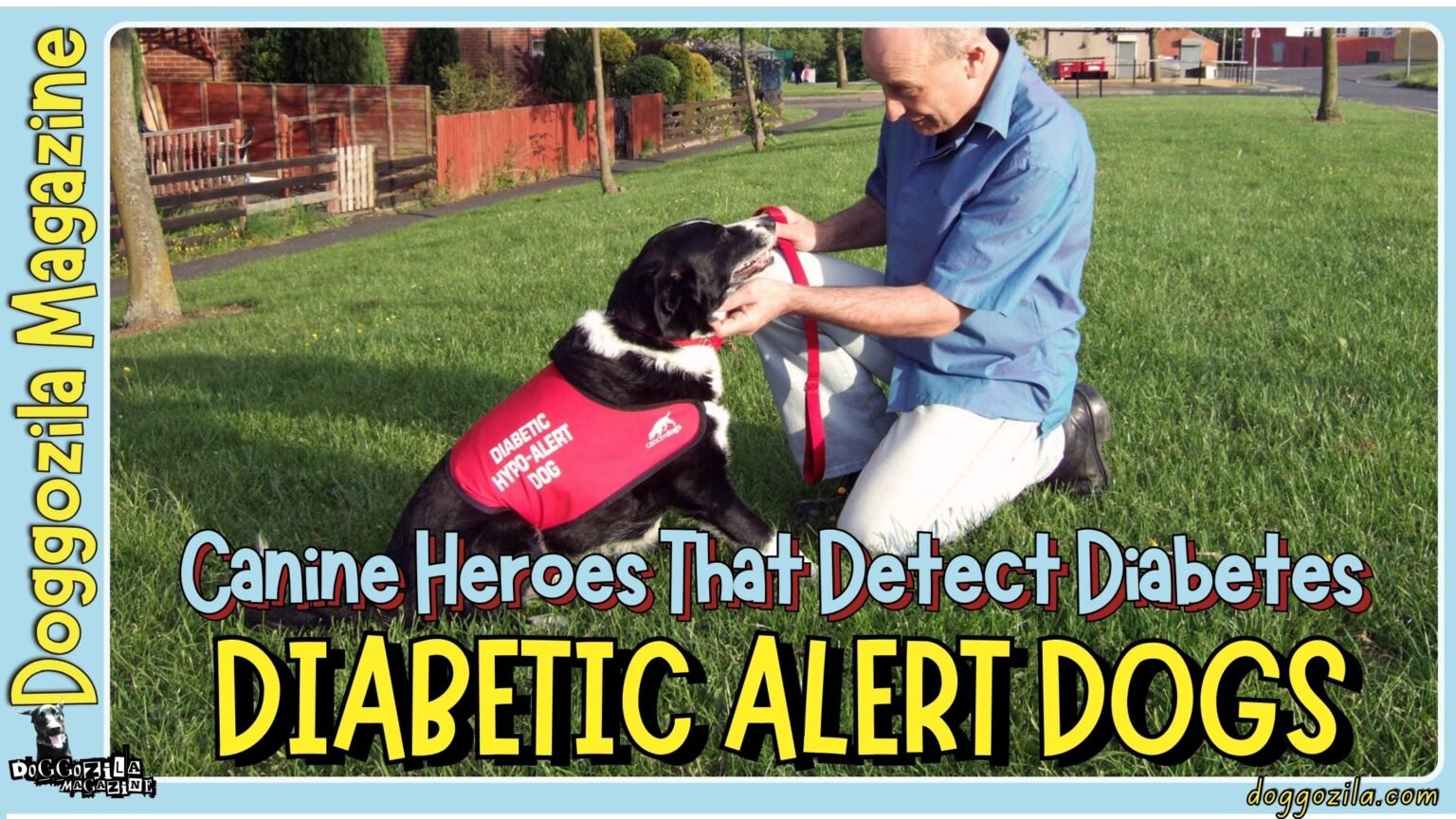 Diabetic Service Dogs