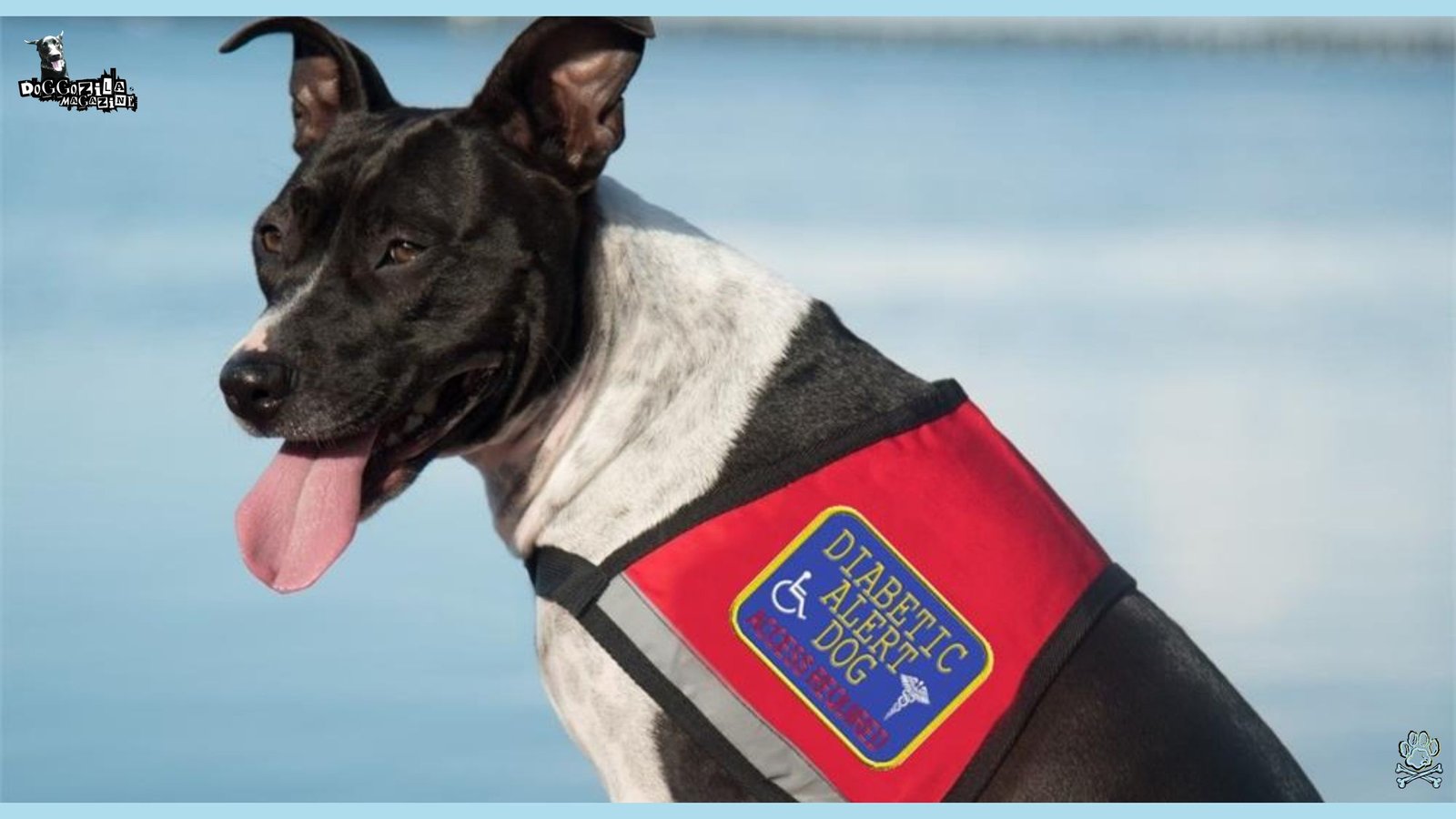 Diabetic Alert Dog