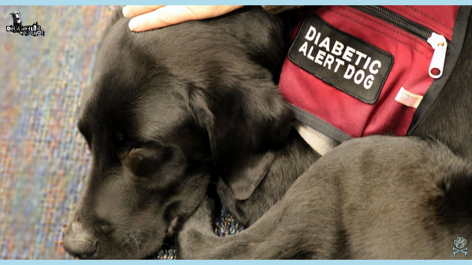 Black labrador sleeping at work as alert dog for diabetes