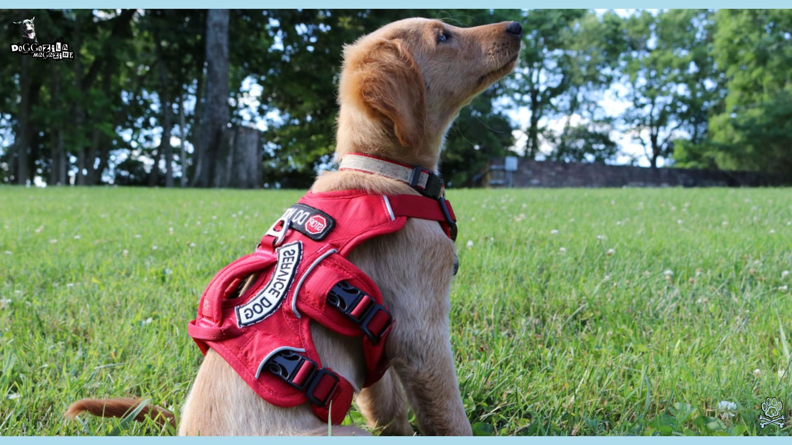 Diabetic Service Dogs