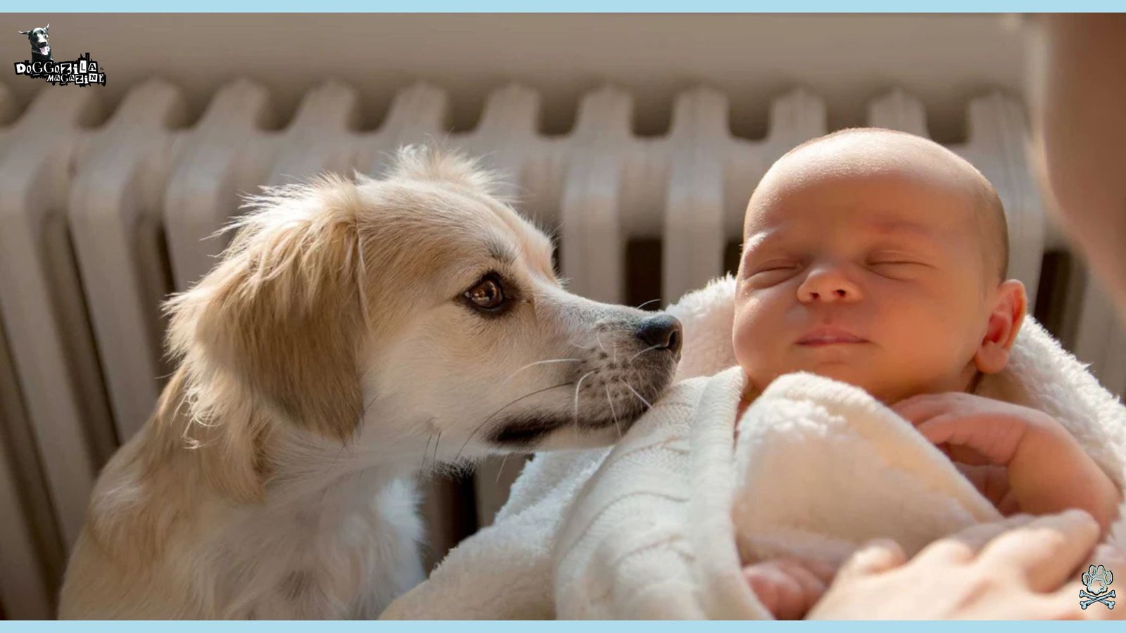 little puppy meets his baby brother for the first time and is watching how he sleeps