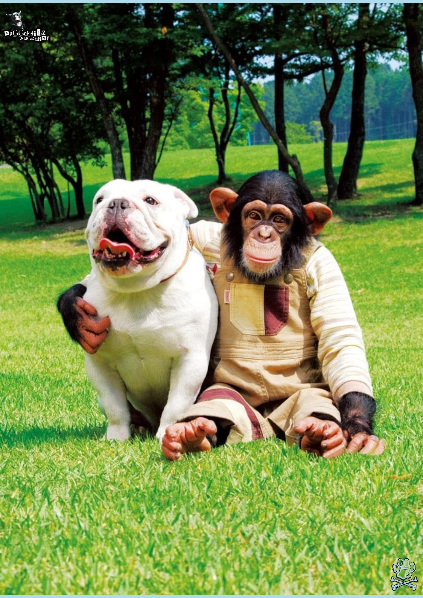 Do Monkeys Keep Dogs as Pets or They Steal Puppies